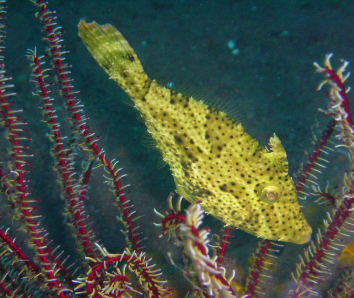 Pseudomonacanthus peroni (Pesce lima di Peron)